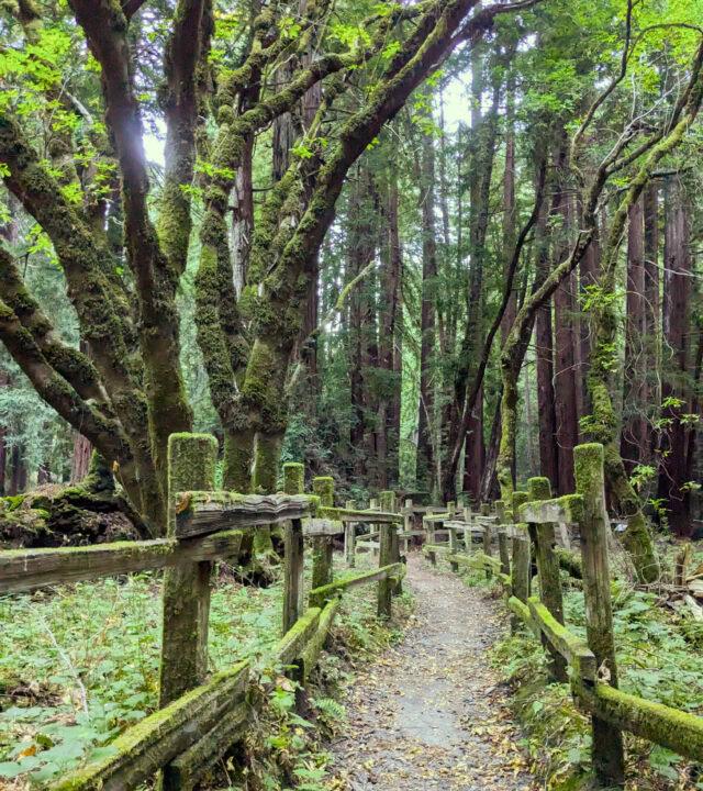 A narrow dirt path with a wooden railing winds through the dense forest at Camp Jones Gulch, where tall trees covered in green moss create a peaceful setting, perfect for a Wellness Weekend retreat.